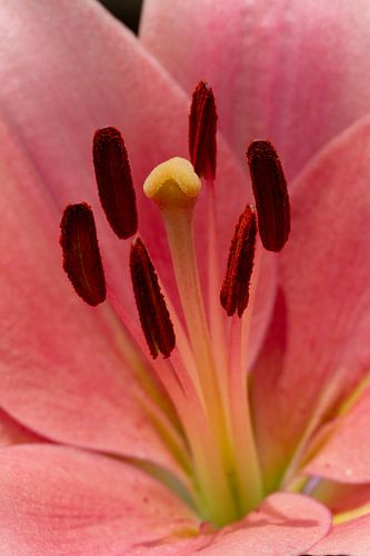 Frisse rose lelie in volle bloei van Jani Moerlands