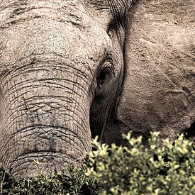 Portret van een wilde olifant van heel dichtbij van Heleen van de Ven