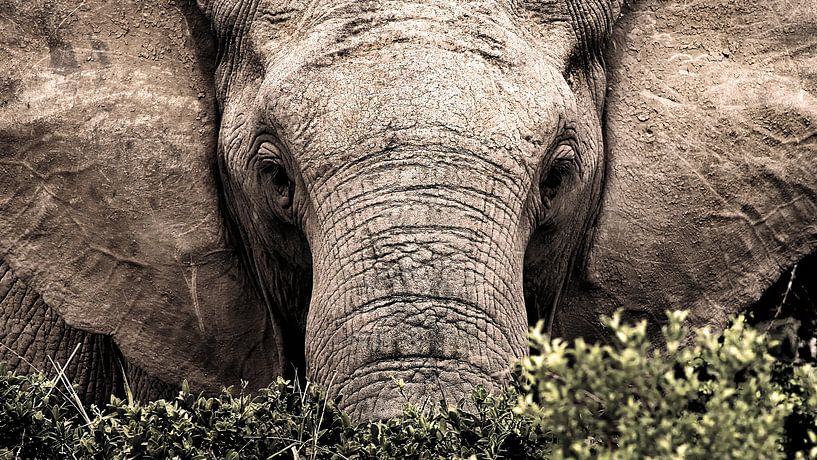 Porträt eines wilden Elefanten aus der Nähe von Heleen van de Ven