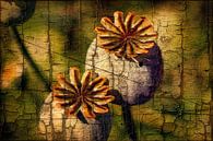 Poppy Craquelee by Eduard Lamping thumbnail
