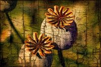 Poppy Craquelee