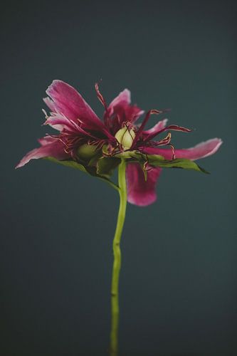 Pivoine