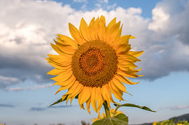 Porträt einer einzeln blühenden Sonnenblume von Milcho Milev