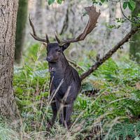 Black Fallow deer with antlers