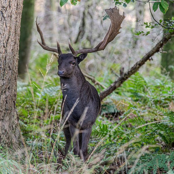 Schwarzer Damhirsch mit Geweih von Herman Troost fotowerk