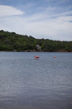 Flamingos am Goto-See von Bas de Glopper