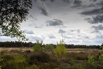 Weerterheide in mei van Jolanda de Jong-Jansen