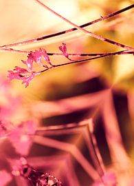 PINK SPANGLES no9-F by Pia Schneider