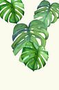Monstera leaf by Dreamy Faces thumbnail