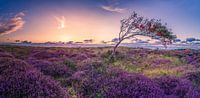 Die Bollekamer - Heide - Texel von Texel360Fotografie Richard Heerschap Miniaturansicht