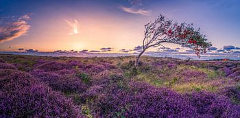 Die Bollekamer - Heide - Texel