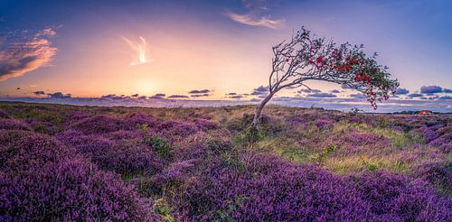 De Bollekamer - Heide - Texel