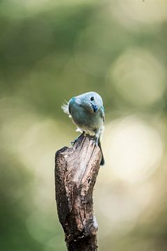 The curious Blue bird A Charming Look at Nature by Femke Ketelaar