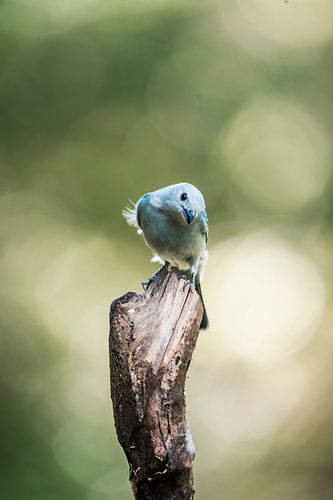 De nieuwsgierige Blauwe vogel Een Charmante Blik op de Natuur