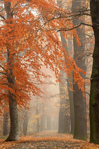Herbstlicher Waldweg