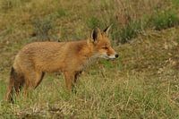 Fuchs in den Wasserwerksdünen