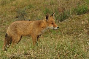 Renard dans les dunes de Waterworks
