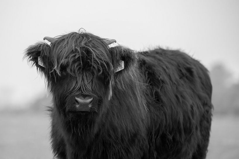Scottish Highlander by PeetMagneet