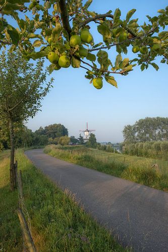 Molen De Vlinder aan de Appeldijk met appelboom