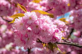 rosa Kirschblüten von Dieter Walther