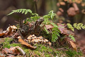 niedliche Herbstszene