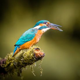 Der Eisvogel frisst einen Fisch von Cynthia Verbruggen