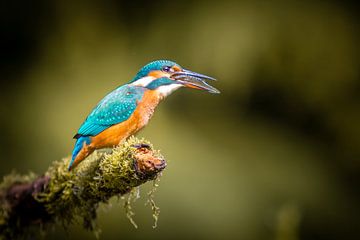 De ijsvogel eet een visje van Cynthia Verbruggen