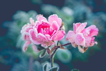 Pink Rose van Natascha Teubl