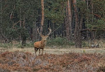 DamHert von Aart Brockhaus