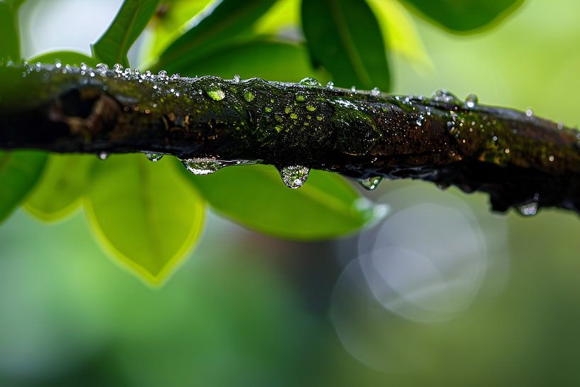 Wet branch with dewdrops in focus by Imperial Art House