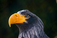 American Bald eagle