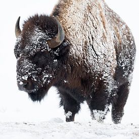 besneeuwd...  Amerikaanse bizon *Bison bizon* van wunderbare Erde