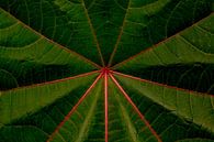 The Beautiful Venation of the Castor Bean Leaf van Arc One thumbnail