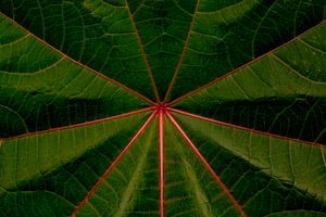 The Beautiful Venation of the Castor Bean Leaf