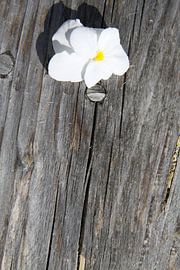 viooltje op hout von Spijks PhotoGraphics