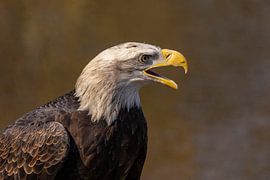 Pygargue à tête blanche (Haliaeetus leucocephalus)