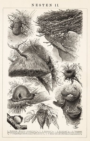 Vintage-Gravur Nester II von Studio Wunderkammer