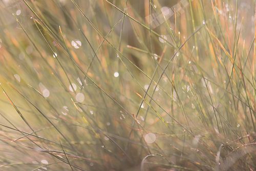 bokeh ornamental grass