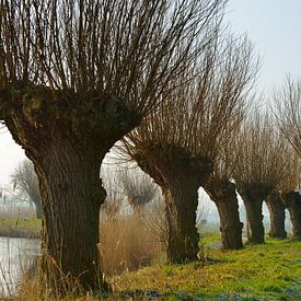 Knotwilgen op dijk van Georges Hoeberechts