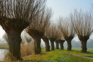 Dutch Willows by Georges Hoeberechts