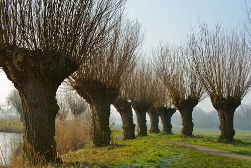 Knotwilgen op dijk
