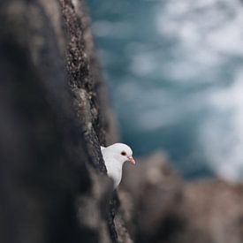 Chilling out by the Atlantic Ocean by Larissa van Hooren