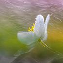 Bosanemoon in de lenteregen von Karin de Jonge Miniaturansicht