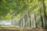 Mistige zonsopkomst Zeisterbos!
