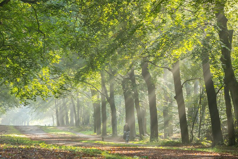 Mistige zonsopkomst Zeisterbos! van Peter Haastrecht, van