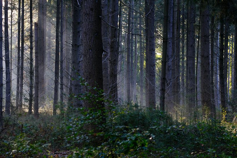 Herbst von Mario Creanza