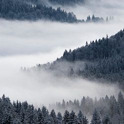 Nebelfelder zwischen den Wäldern