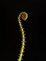 Carnivorous plant or a tentacle?