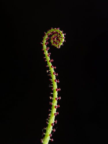 Carnivorous plant or a tentacle?