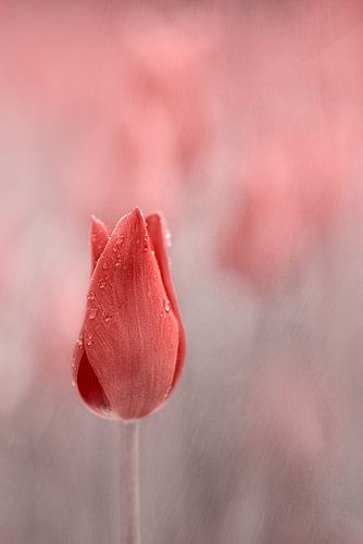 Tulp met regendruppels